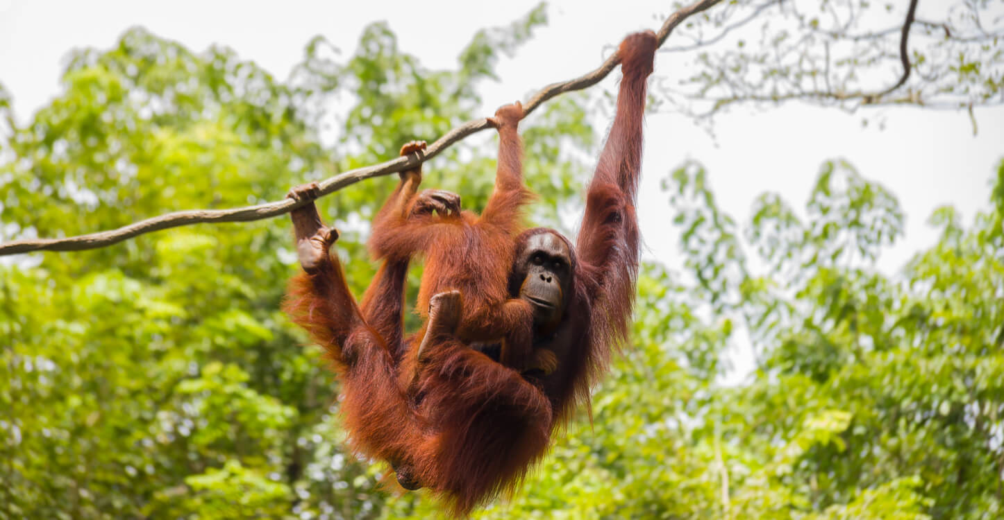 Bild von zwei Orang-Utans im Regenwald