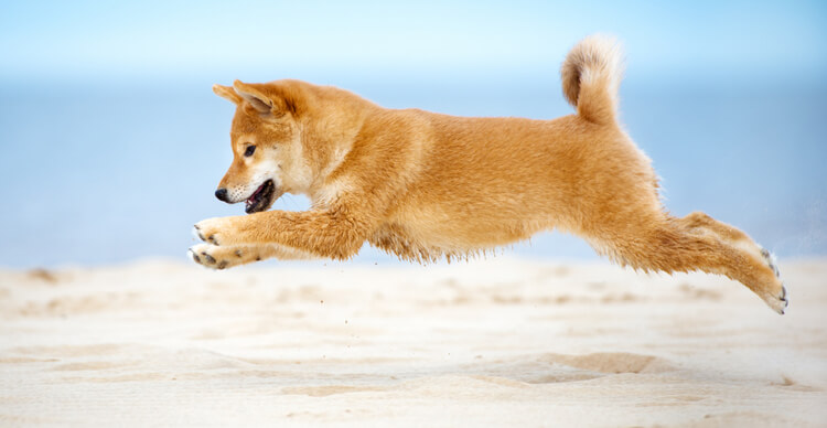 Bild eines Shiba-Inu-Welpen, das über den Sand springt